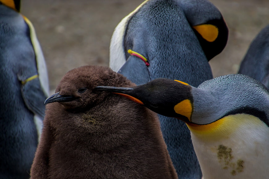 Emperor Penguin Chick Being Groomed By Parent In Flock