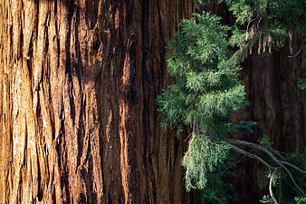 Close-up of textured redwood bark with green cedar branch