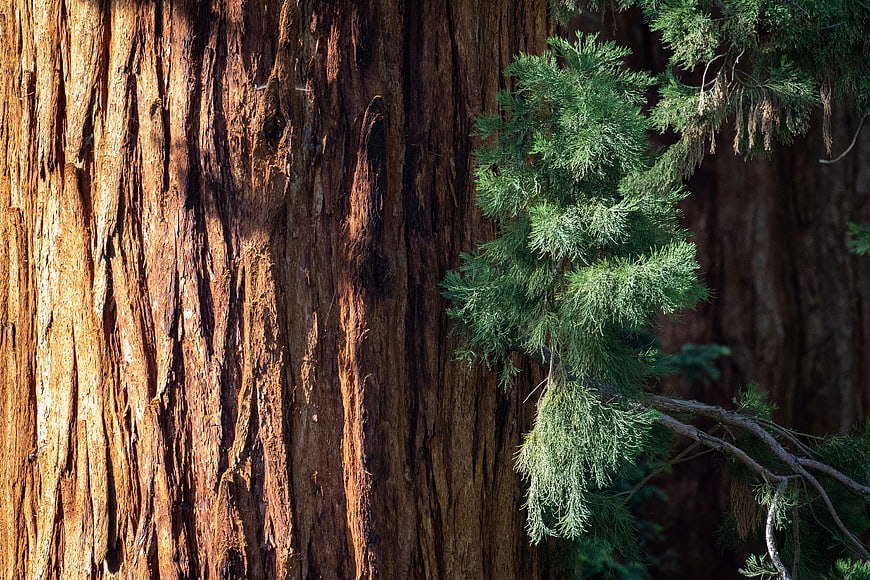 Close-up of textured redwood bark with green cedar branch