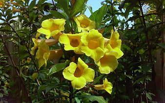 Bright Yellow Trumpet Flowers Blooming in Garden
