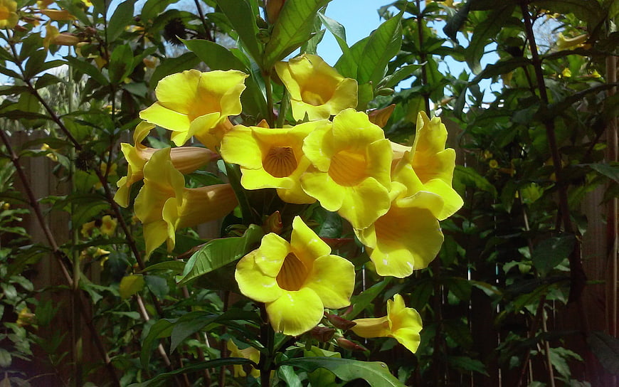 Bright Yellow Trumpet Flowers Blooming in Garden