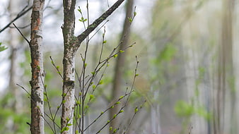 Spring Birch Trees with Fresh Green Buds in Forest
