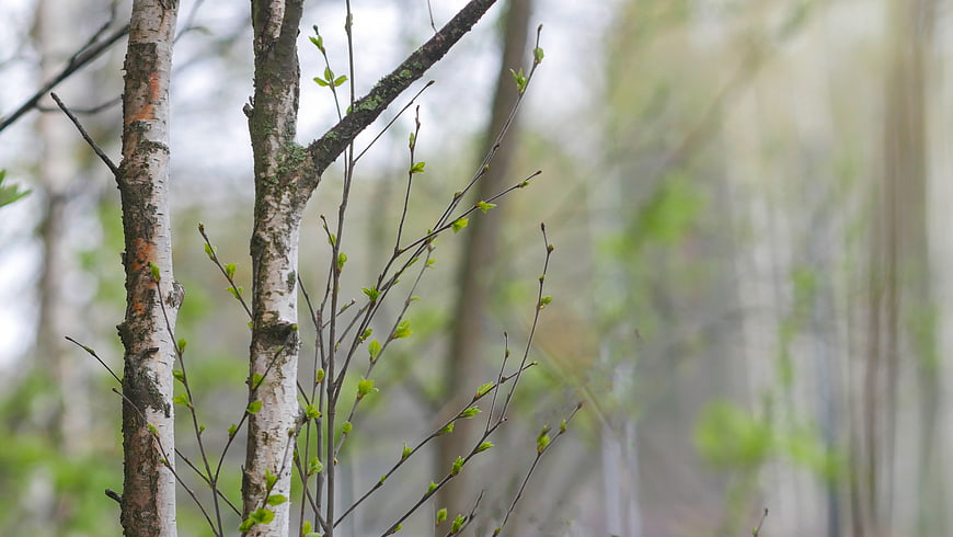 Spring Birch Trees with Fresh Green Buds in Forest