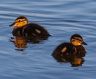 Two cute ducklings swimming in calm blue water