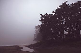 Misty coastal landscape with dark silhouetted trees
