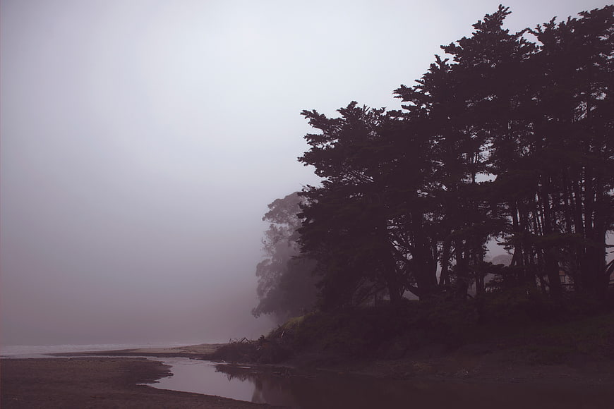Misty coastal landscape with dark silhouetted trees