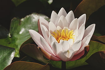 Close-up of a white water lily with yellow center on green lily pads