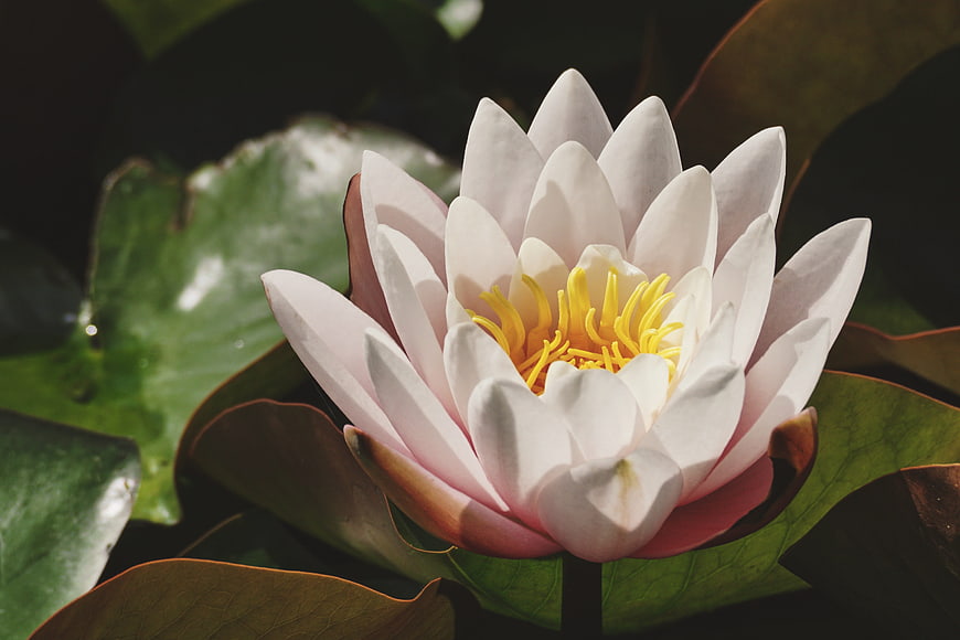 Close-up of a white water lily with yellow center on green lily pads