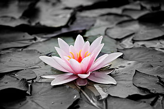 Pink Water Lily on Dark Lily Pads