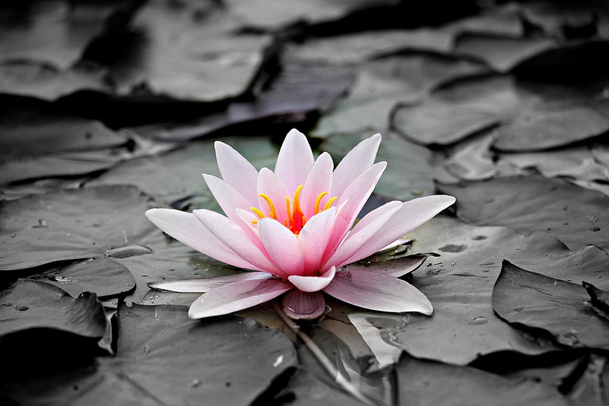 Pink Water Lily on Dark Lily Pads