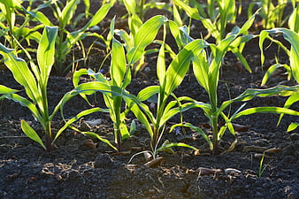 Young corn seedlings growing in dark soil