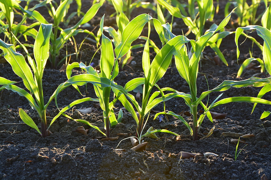 Young corn seedlings growing in dark soil
