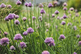 Purple Chive Blossoms in a Green Garden Field
