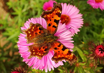 Close-up of Orange Comma Butterfly on Pink Flower