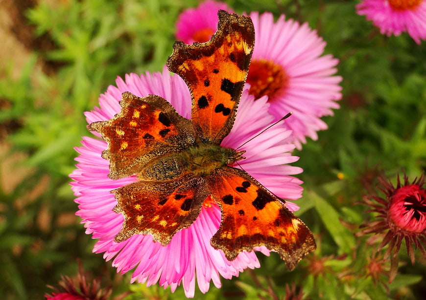 Close-up of Orange Comma Butterfly on Pink Flower
