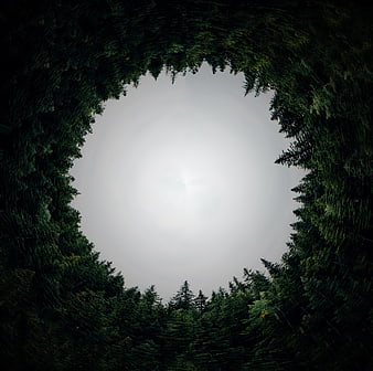 Circular forest canopy opening to overcast sky