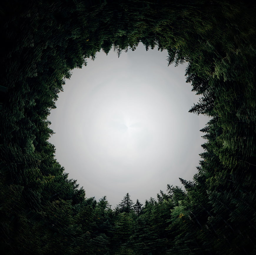 Circular forest canopy opening to overcast sky