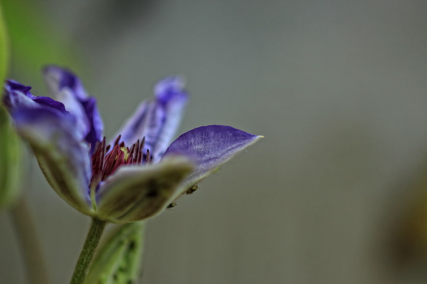 Close-up of purple clematis flower with blurred background