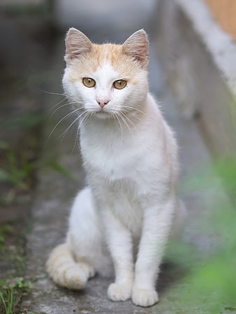 White and Orange Cat Sitting on Stone Path