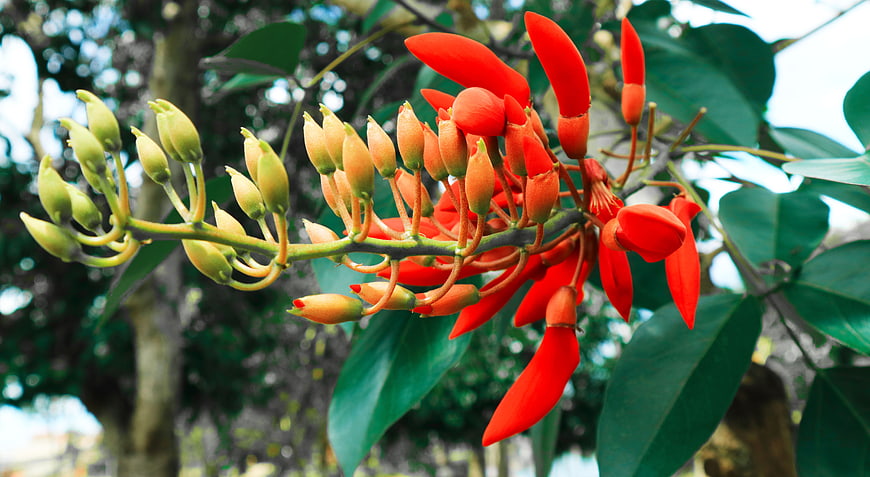 Vibrant Red Coral Tree Flowers and Green Buds