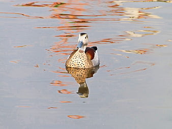 Male Comb Duck Swimming in Calm Water with Reflection