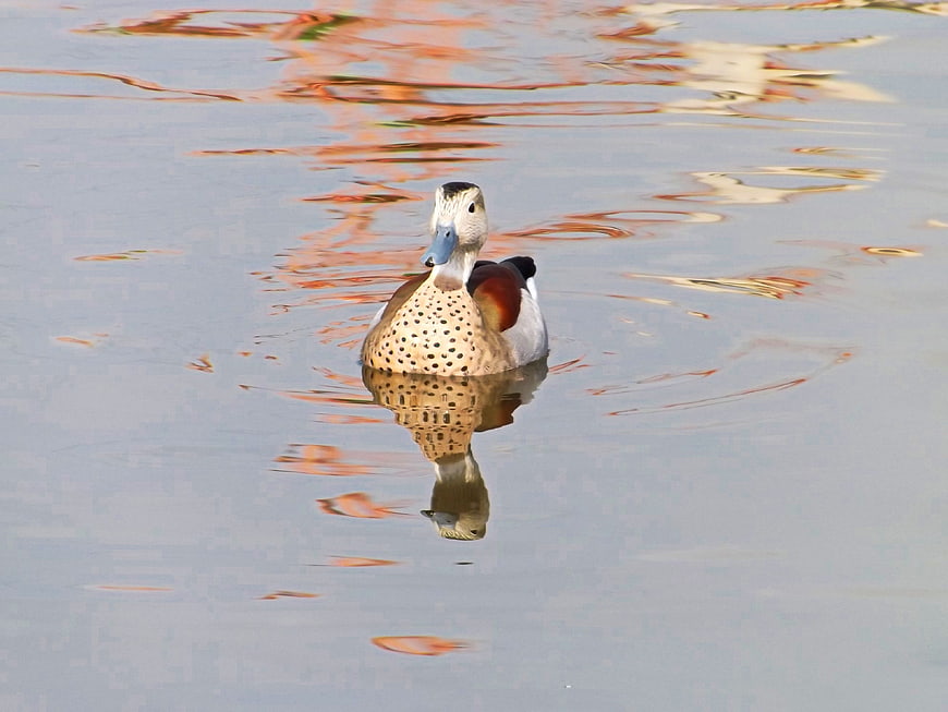 Male Comb Duck Swimming in Calm Water with Reflection