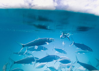 Underwater School of Fish Swimming in Blue Ocean