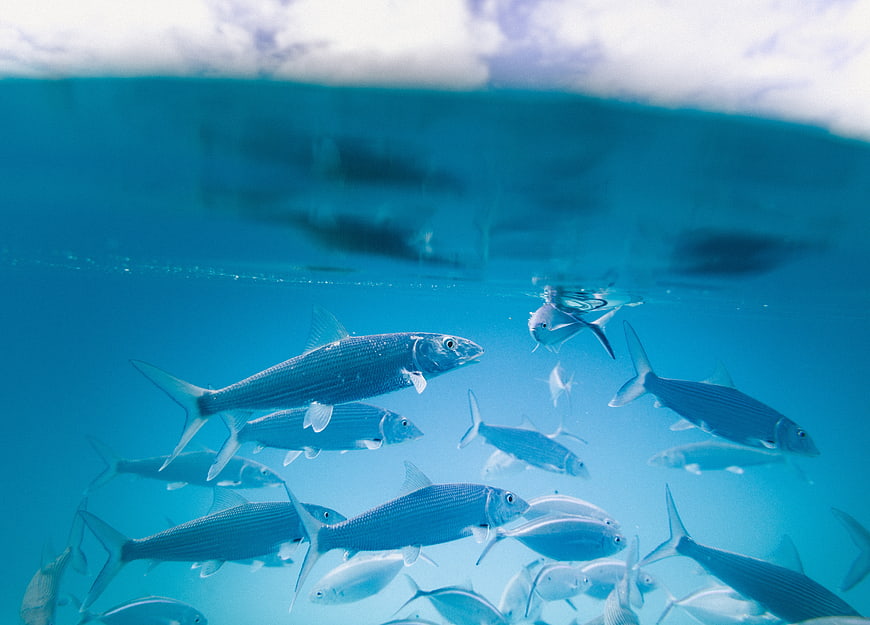 Underwater School of Fish Swimming in Blue Ocean