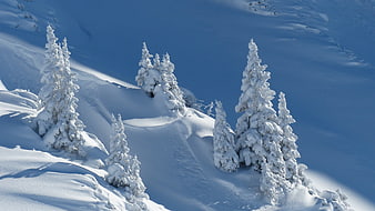 Snow-covered fir trees on a sunny winter mountainside