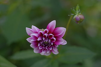 Pink Dahlia Flower Close-Up with Green Background