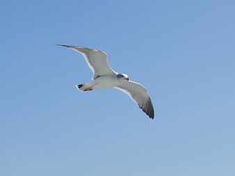 Seagull Flying Against Clear Blue Sky