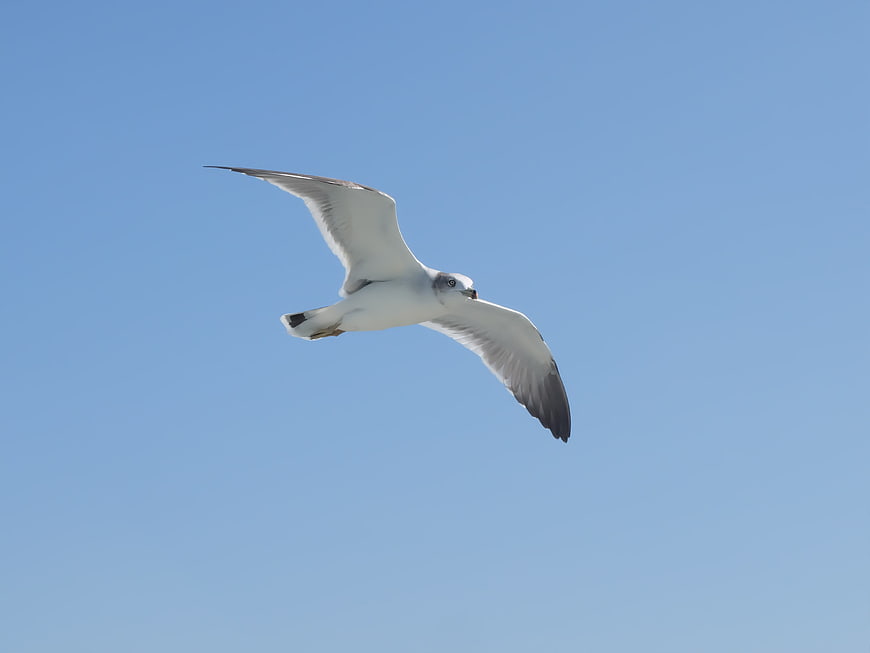 Seagull Flying Against Clear Blue Sky