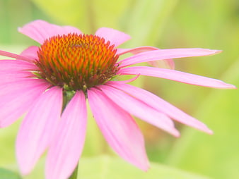 Close-up of Pink Coneflower with Green Bokeh Background