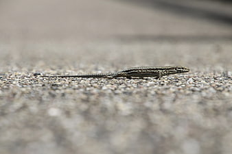 Small Lizard on Gravel Path