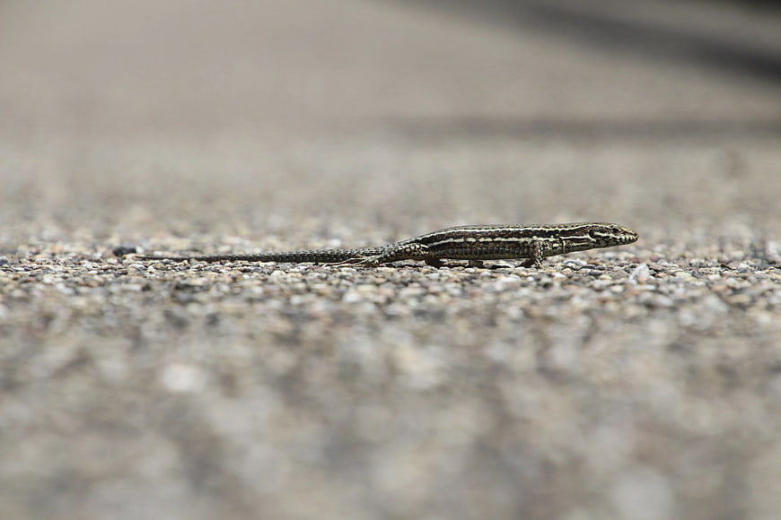 Small Lizard on Gravel Path