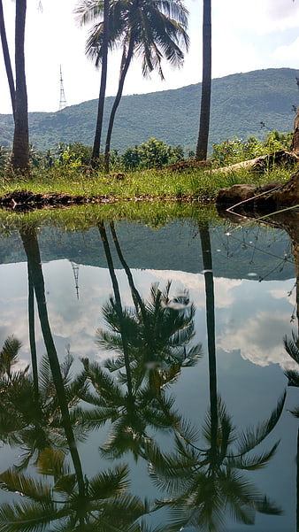 Tropical Palm Trees Reflected in Calm Water with Hills