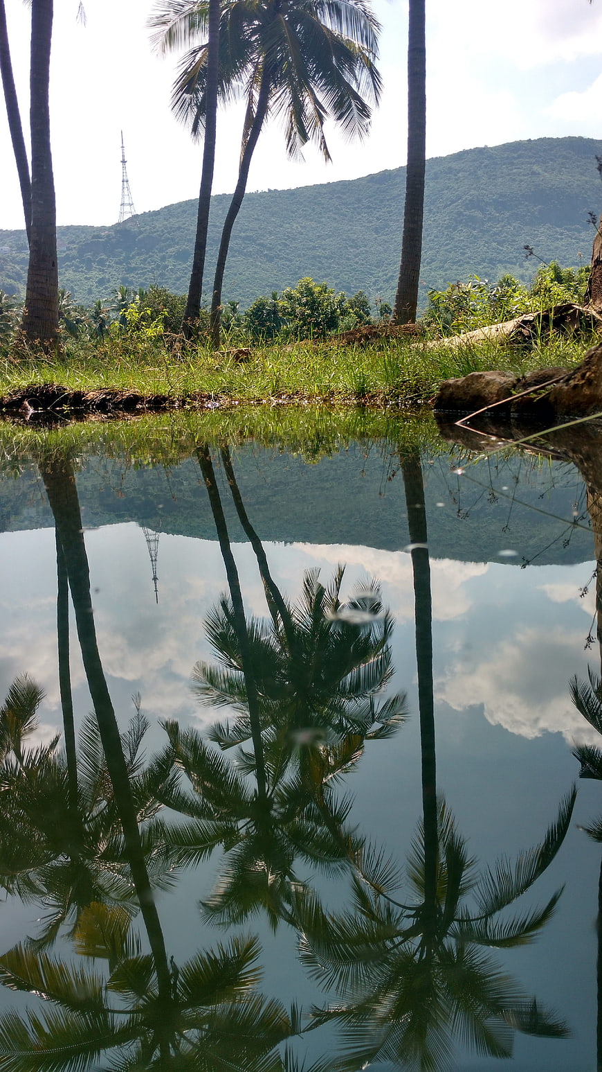 Tropical Palm Trees Reflected in Calm Water with Hills