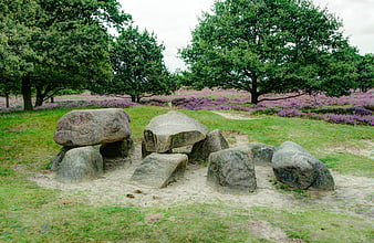 Ancient Dutch Dolmen in Heide Landscape with Purple Heather