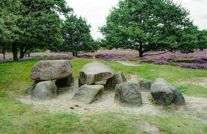Ancient Dutch Dolmen in Heide Landscape with Purple Heather