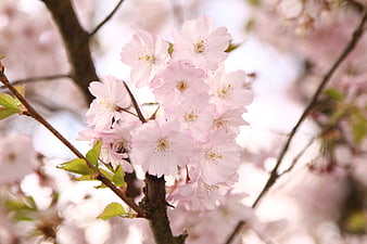 Close-up of delicate pink cherry blossoms on a branch