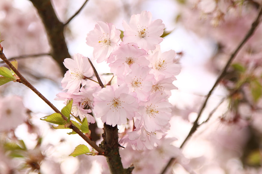Close-up of delicate pink cherry blossoms on a branch