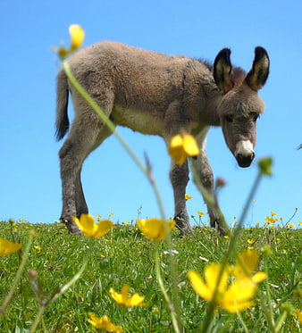 Cute baby donkey grazing in a meadow with yellow flowers