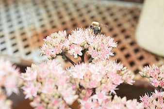 Bee Pollinating Pink Sedum Flowers in Summer Garden