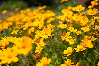 Selective Focus Yellow Daisy Flowers in Garden