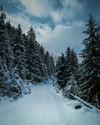 Snowy Forest Road with Lone Hiker in Winter