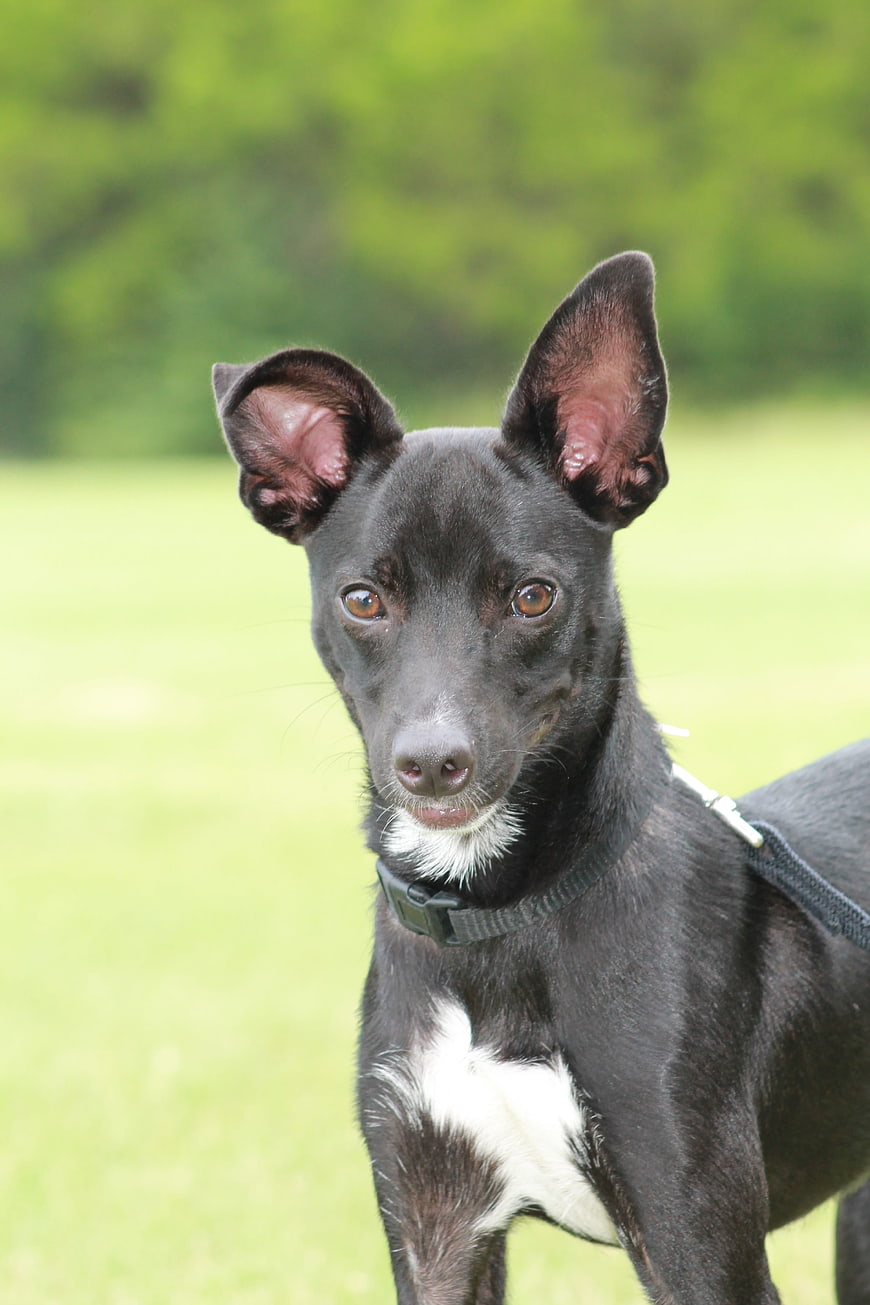 Portrait of a black dog with big ears in a green field
