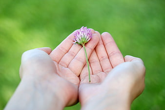 Cupped hands holding a small purple clover flower against a blurred green background