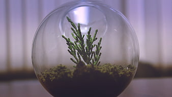 Small green plant in a glass terrarium sphere