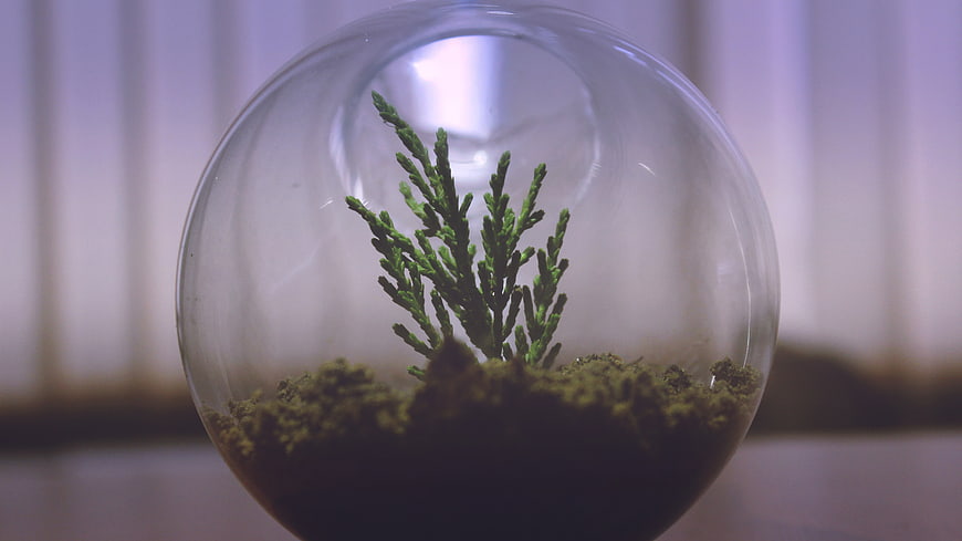 Small green plant in a glass terrarium sphere