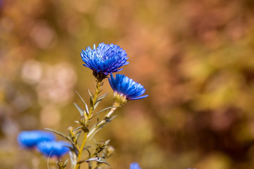 Vibrant Blue Cornflower Closeup with Golden Bokeh Background